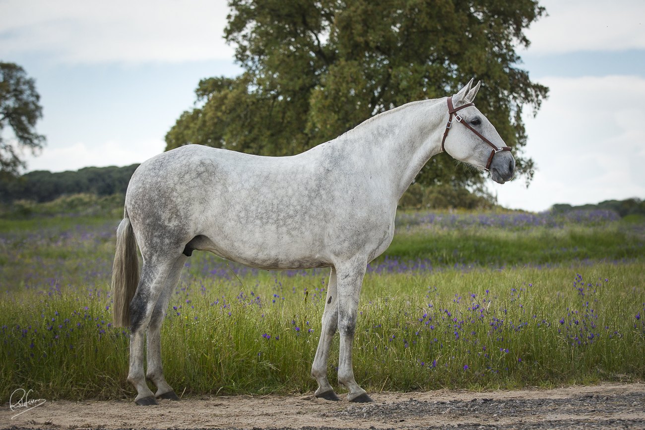 Fidalga JCL standing in profile