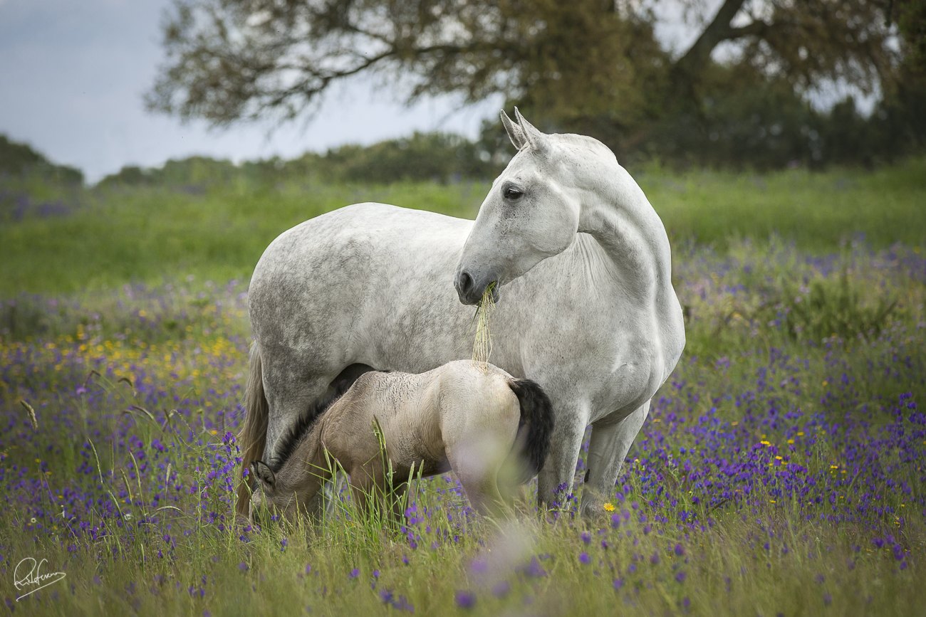 Fidalga JCL with her foal in a field of flowers