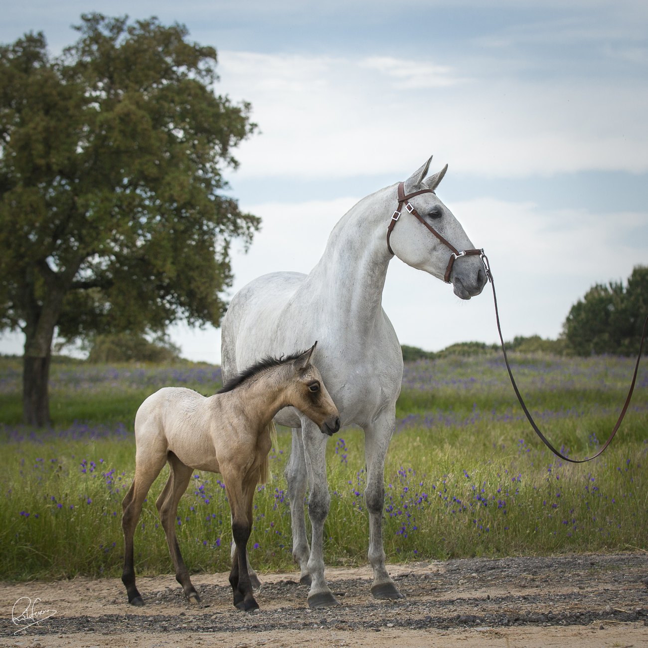 Fidalga JCL in hand with her foal