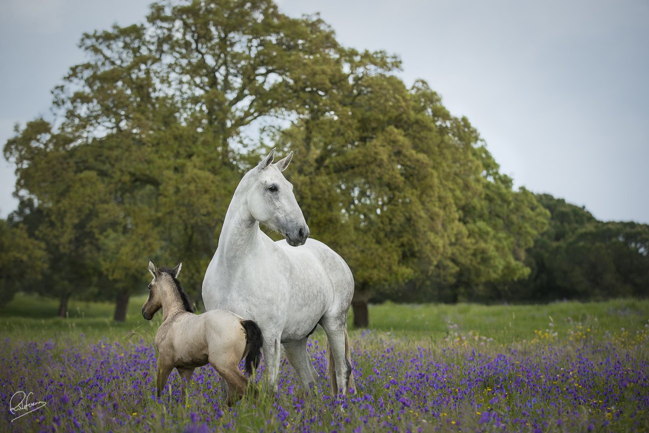 Fidalga JCL with her foal under the trees