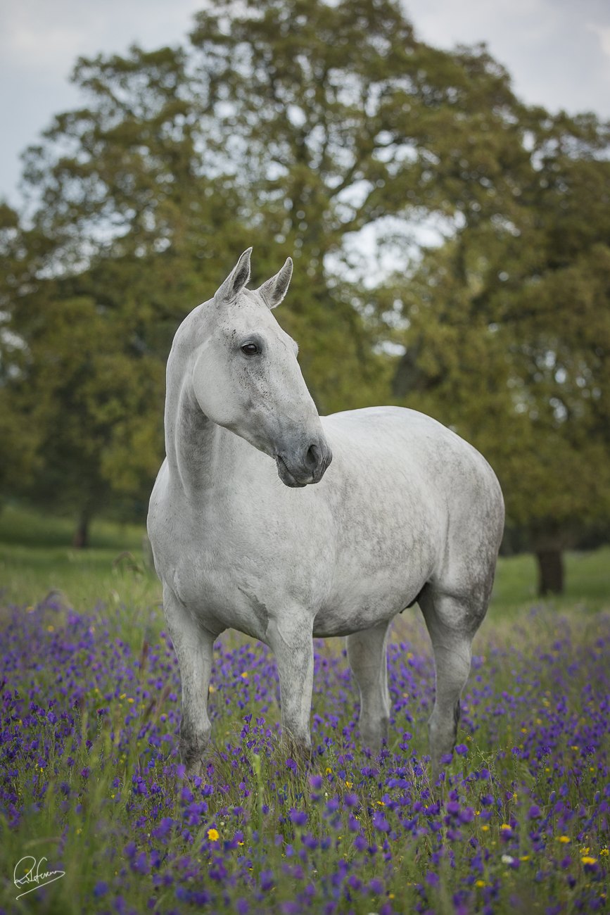 Fidalga JCL portrait among the flowers