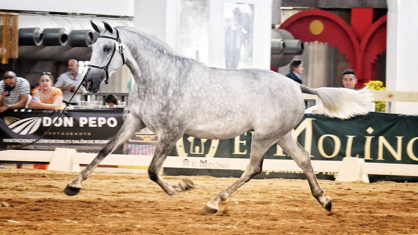 Siesta JCL, daughter of Fidalga JCL, in Model and Gaits