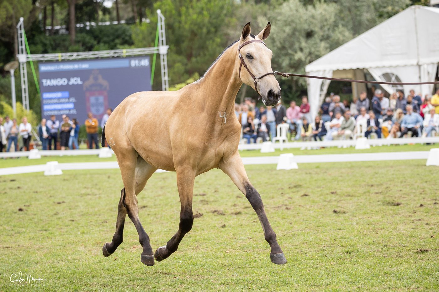 Tango JCL, son of Fidalga JCL, at the Festival Internacional do Cavalo Lusitano 2024