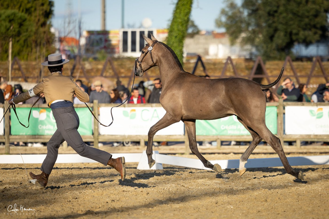 Ultra JCL, son of Fidalga JCL, at the Feira Anual da Trofa 2025